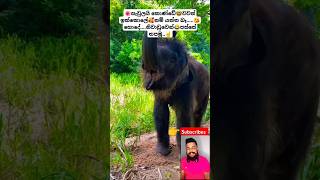 Dangale Wadi Oyage Viral Songs ytshorts short trending Song Tiktok shortvideo Elephant 🤓 [upl. by Giuditta]