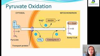 4U pyruvate oxidation [upl. by Aneehsyt]