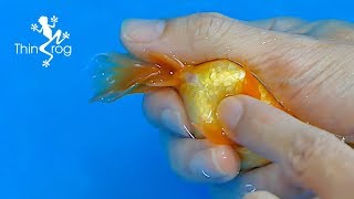 Goldfish Hand Breeding Step by Step [upl. by Ennaeel648]