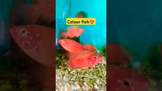 Aquarium fish 😍shortsfishtiktokjewelfishcolourfishtrendingfishtankredjewel [upl. by Husha62]