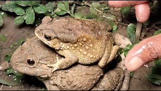 haha frog catch fly  frogs catch jump  frog cartoon funny  Funny toads  Funny frogs🐸🤏😂 [upl. by Lleuqar]