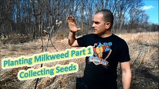 Planting Milkweed Part 1  Collecting Seeds Help The Monarch Butterfly [upl. by Uela238]