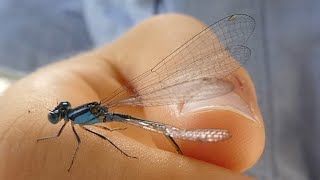 AwA Common Bluetail Damselfly Ischnura heterosticta [upl. by Vadim]