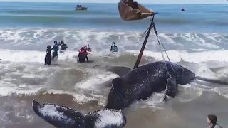 Rescuers Help Beached Humpback Whale Go Back to Sea [upl. by Kristina]