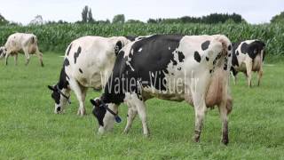 Troupeau de vaches laitières Holstein en pâture sur prairie de graminée Ref 120710M008 [upl. by Mendel212]