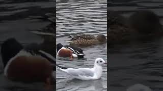 Northern Shoveler Ducks [upl. by Skinner]