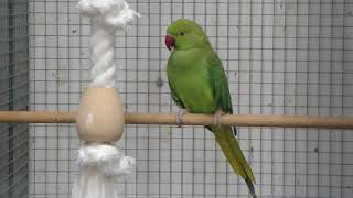 Halsbandparkiet  Parakeet  Budgie  Parkiet [upl. by Aibsel338]