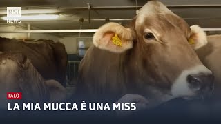 La mia mucca è una Miss  Quattro zampe in passerella  Falò  RSI Info [upl. by Abbub]