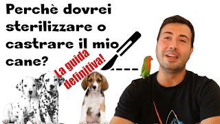 Perchè dovrei sterilizzare o castrare il mio cane la guida definitiva [upl. by Hembree]