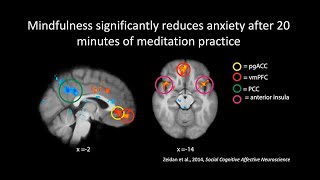 The Neuroscience of Meditation Mindfulness and Compassion [upl. by Westberg]