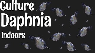 How to Culture Daphnia [upl. by Enomor]