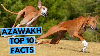 Azawakh  TOP 10 Interesting Facts [upl. by Elamrej]