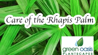 Rhapis Palm Info and Care [upl. by Ecyor448]