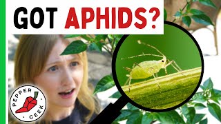 Managing Aphids In The Garden  Pepper Geek [upl. by Corrianne378]