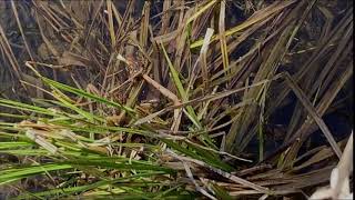 Boreal Chorus Frog Pseudacris maculata calling [upl. by Filia]