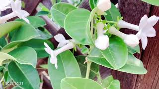 Madagascar Jasmine stephanotis produces large inedible mangoshaped fruits 20231031 [upl. by Vaules195]