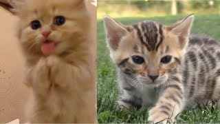 Baby Cats  Cute and Funny Cat Videos Compilation 2020 [upl. by Camp]