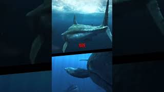 Otodus Megalodon Vs Melvillei Livyatan prehistoric wildlife seacreatures livyatan megalodon [upl. by Kcireddor]