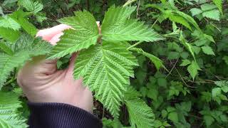 Salmonberry Rubus spectabilis [upl. by Mollee415]