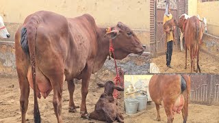 👍पहलेlactation की ExcellentSahiwal👌Big Udder 9812158812🌟AHLAWAT Dairy Farm 🙏 [upl. by Ahsikel]