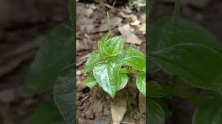 Peperomia pellucida shorts nature [upl. by Stagg216]