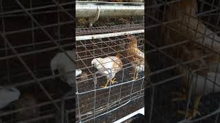 BV380 chicken and cage in Bangalore Mangalore Mysore coorg 918606631569 [upl. by Ener195]