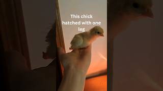 Meet Nubbin my 1legged chicken 🥰 chicken chick cuteanimals cutechicken petchicken 1leg [upl. by Rowney]