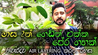 Pera wagawa  Air Layering Sinhala  පේර අතු පැලකිරිම Gewathu wagawa kabanika [upl. by Aikemet]