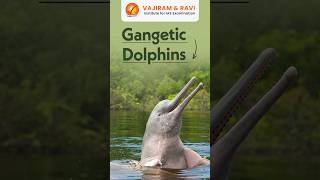 Gangetic Dolphin vajiramandravi [upl. by Amity405]