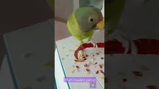 Plum headed parrot parrottalking 🥳shortclips 🦜 YouTube short video🎉 subscribe plz [upl. by Sido293]