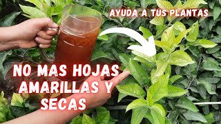 Revive Plantas Enfermas  No mas plantas Con Hojas Amarillas y Secas  Fertilizante Organico  abono [upl. by Jordison]