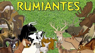 Animales rumiantes para niños [upl. by Leipzig817]