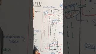 Direction of Translocation biology mdcatbiologylectures science mdcatbiologyzoology biology [upl. by Adnaerb510]