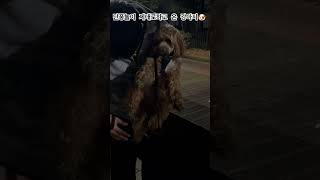 군고구마용 낙엽 팝니다 강아지 maltipoodog maltipoo 쇼츠 브이로그 puppy puppyvlog apt [upl. by Lleddaw]