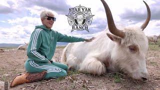 The TRUTH About the Star Yak Ranch [upl. by Emlin]