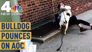 Alexandria OcasioCortez Interrupted on Call by Giant Bulldog  NBC New York [upl. by Rosol]