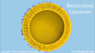 Immunoliposomes How to conjugate antibodies to liposomes [upl. by Bridget621]