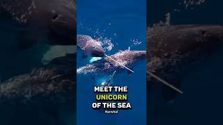 The Unicorns Of The Sea Narwhal [upl. by Ilyak]