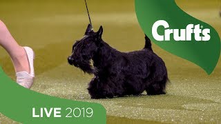 Crufts 2019 Day 3  Part 3 LIVE [upl. by Chrotoem460]