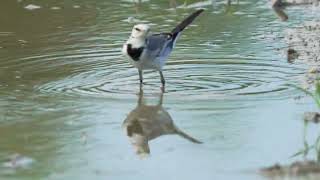 White Wagtail ocularis 白鶺鴒 [upl. by Ainolloppa]