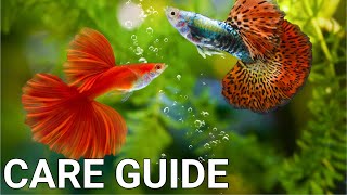 Guppy Fish Care For Beginners [upl. by Ahsinan]