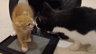 New Kitten Meets Cats For The First Time [upl. by Eixor974]