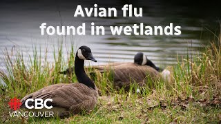 Vets are warning of avian flu in wetlands as diagnosed BC teen remains critical [upl. by Suivatco]