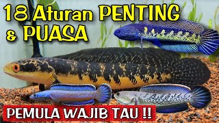 Perlukah Ikan Channa Puasa  Treatment Channa Maru [upl. by Norret]