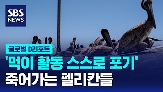 펠리컨이 죽어가는 이유는  SBS  D리포트 [upl. by Virendra]