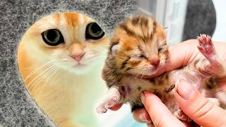 Foster kitten is worried about why mom cats newborns meow loudly Lulu and brothers after birth [upl. by Kraus]