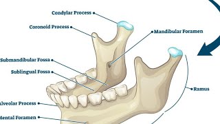 mandible general features  mandible gross anatomy  skull bones [upl. by Satsok331]