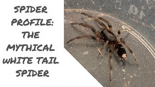 Spider profile How dangerous is the white tail spider [upl. by Teews290]