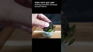 바위취 석부작 성공 실패 Saxifraga stolonifera Seokbujak Success Failure plants gardening [upl. by Atteras203]