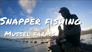 Snapper Fishing Mussel farms Firth Of Thames Coromandel [upl. by Neicul]